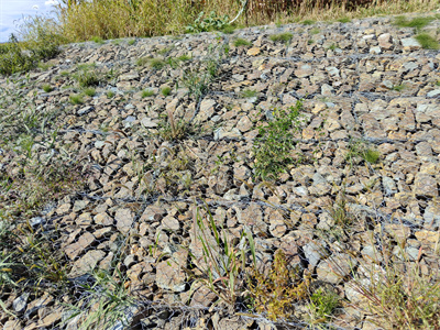 鍍高爾凡格賓網護坡 鍍高爾凡格賓網護坡